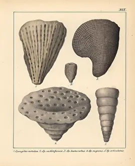 Schmidts: Fossils of extinct Spongites species