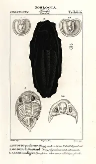 Trilobites: Fossils of extinct Trilobites