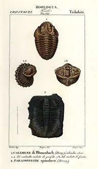Verte: Fossils of extinct Trilobites