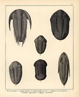 Schmidts: Fossils of extinct trilobites