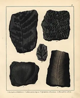 Schmidts: Fossils of ferns and plants