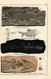 Gotthilf: Fossils of fish, crustaceans, and amphibians