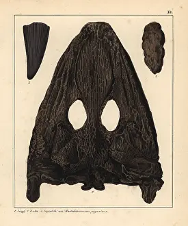 Schmidts: Fossils of the Mastodonsaurus giganteus, an