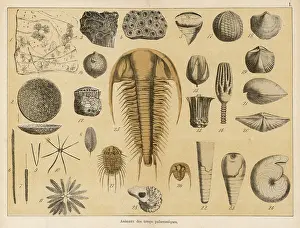 Palaeozoic: Fossils from the palaeozoic era