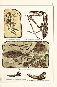 Gotthilf: Fossils of skeletons of extinct dinosaurs and mammals