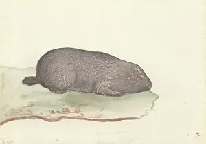 1754 1794: Fossor capensis