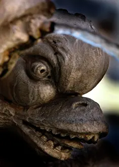 Felici: Rome