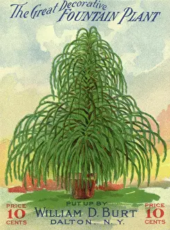 Drooping: Fountain Plant Packet