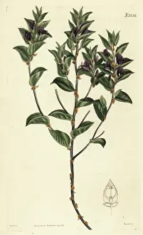 John Curtis: Fountainbush, Psoralea imbricata