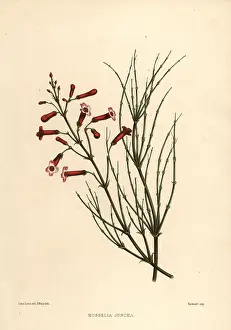 Firecracker: Fountainbush, Russelia equisetiformis