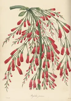 Volume 4: Fountainbush, Russelia equisetiformis