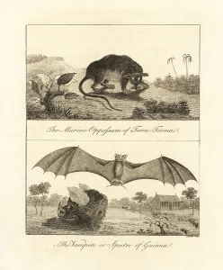 Spectre: Four-eyed opossum and false vampire bat