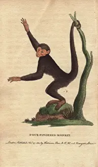 1798 1802: Four-fingered monkey or coaita, Ateles paniscus