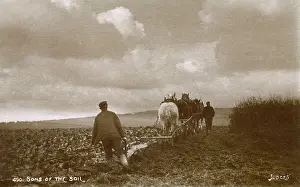 Fertile: Four-horse Ploughing team at work - South Downs, East Sussex