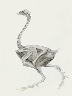 Fowl: Fowl, Lateral View, Deeply Dissected, by Stubbs