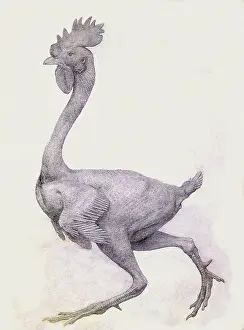 Fowl: Fowl, Lateral View, Most Feathers Removed, by Stubbs