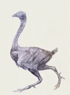 Fowl: Fowl, Lateral View, Most Feathers Removed, by Stubbs