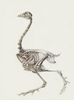 Fowl: Fowl Skeleton, Lateral View, by Stubbs