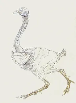 Fowl: Fowl Skeleton, Lateral View... by Stubbs