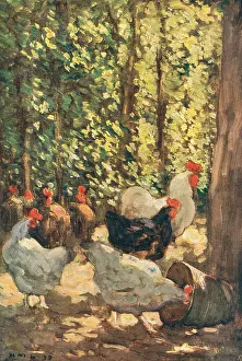 Tilted: Fowls In Sunlight