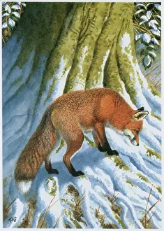 Gillmor: Fox