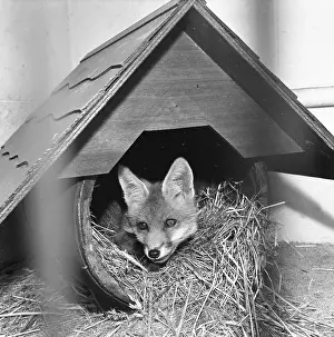 Zological: Fox