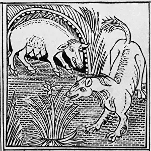 Litrature: The fox & the boar