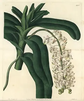 Aerides: Fox brush orchid, Aerides cornutum