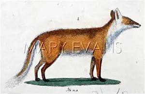 C1810: FOX C1810