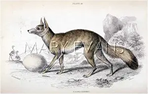 Fennec: FOX / CAAMA FENNEC 1839