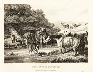 Quackery: A fox calls out a quack toad