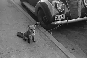 Moorehead: Fox chained to automobile. Moorehead, Minnesota