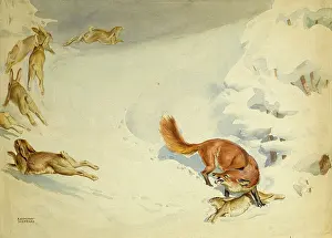 Escaping: Fox chasing rabbits