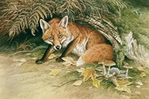 Parry: Fox cub with bracken and toadstools