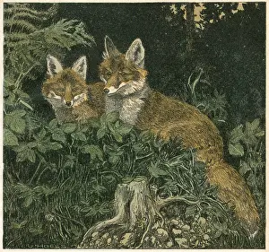 Undergrowth: FOX CUBS 1906