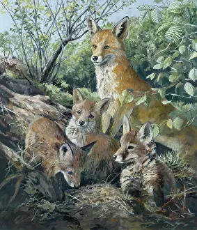 Ridley: Fox and three cubs
