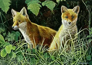 Undergrowth: Two Fox Cubs in Undergrowth