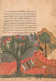 Kalila: The Fox and the Drum, Folio from a Kalila wa