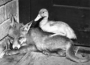 Ducks: Fox and Duckling