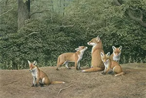 Turvey: Fox Family