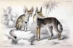 Fennec: FOX / FENNEC OF BRUCE