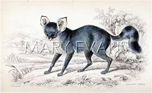 Auritus: FOX / FENNEC LALAND 1840