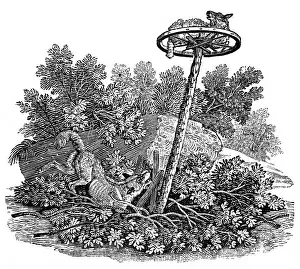 Bewick: A fox growls at a caught sheep