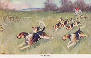 Foxhound: Fox Hounds