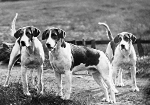 Foxhound: Fox hounds