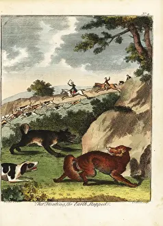 Gentleman And Farmers Dictionary: Fox hunting, 18th century