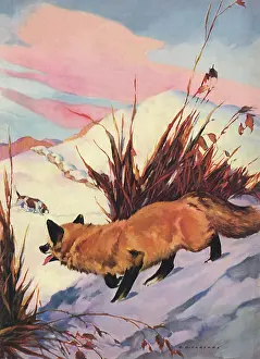 Hides: Fox and Hunting Dog
