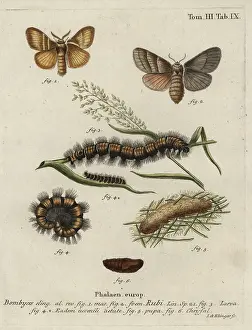 Cinnabar: Fox moth, Macrothylacia rubi