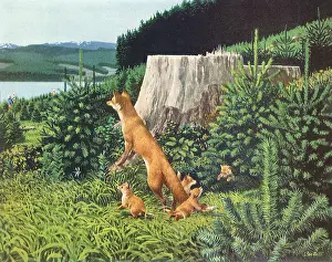 Stumps: Fox and Pups