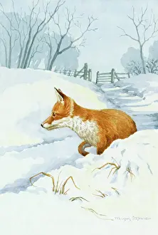 Prowl: Fox in Snow